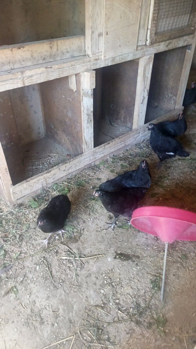Avstralorp cücələri — Quşlar, Bakı (9)