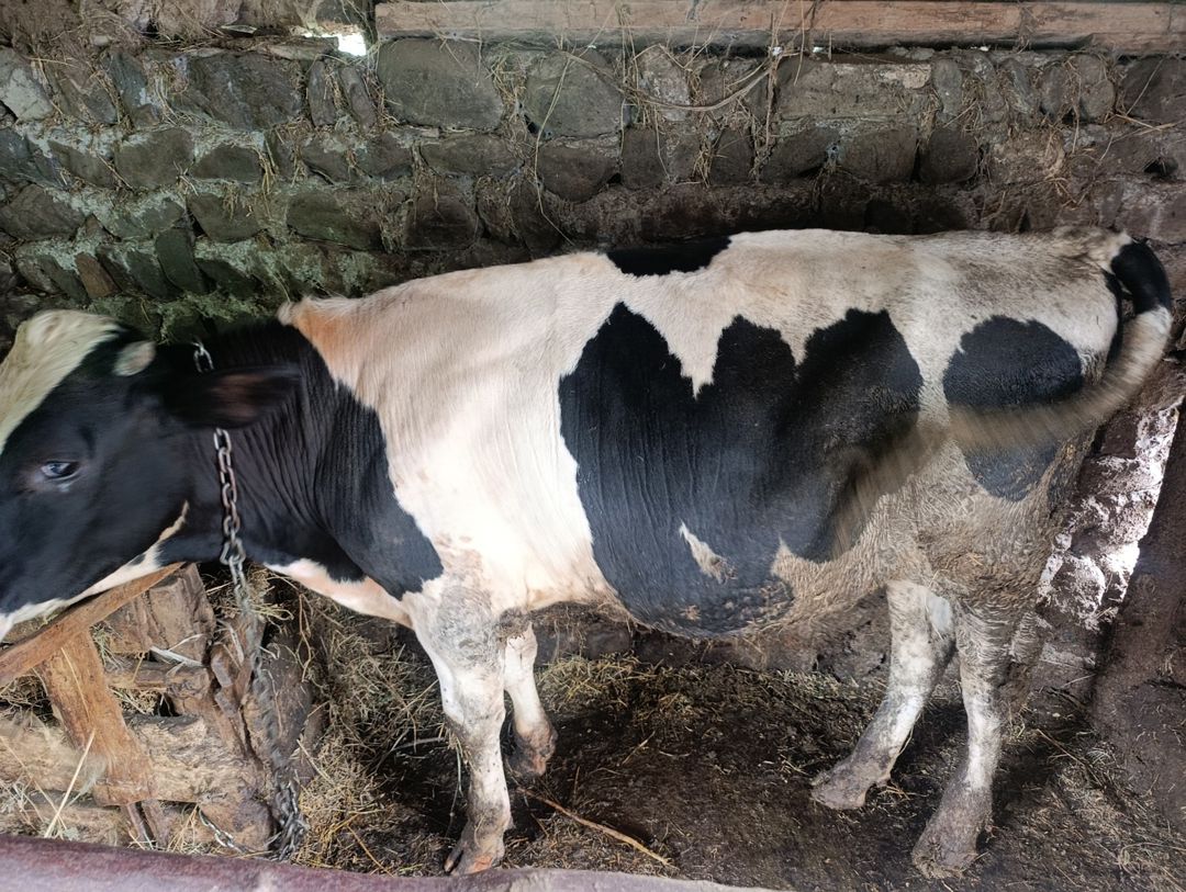 Danalar — Heyvanlar, Zaqatala (3)