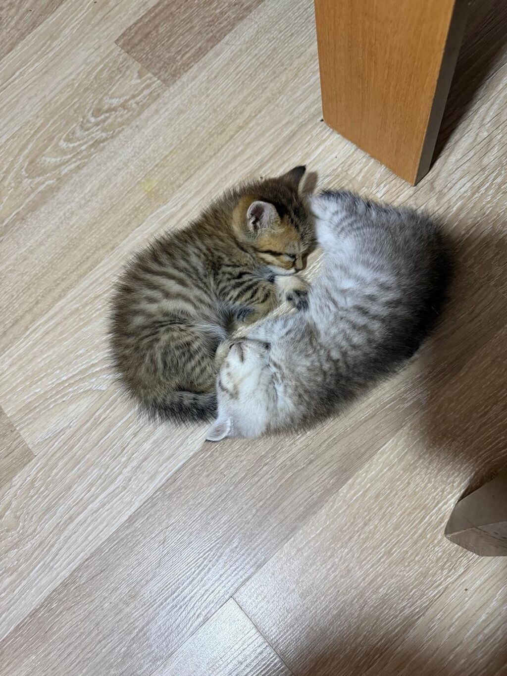 Qızıl şinşilla, Erkək, Yaxşı əllərə, Ünvandan götürmə — Pişiklər, Saray (5)
