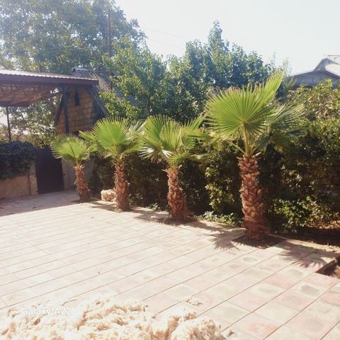 Palma ağacı — Masallı