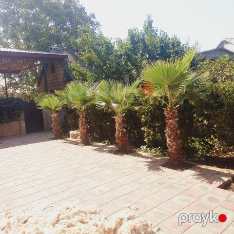 Palma ağacı — Masallı