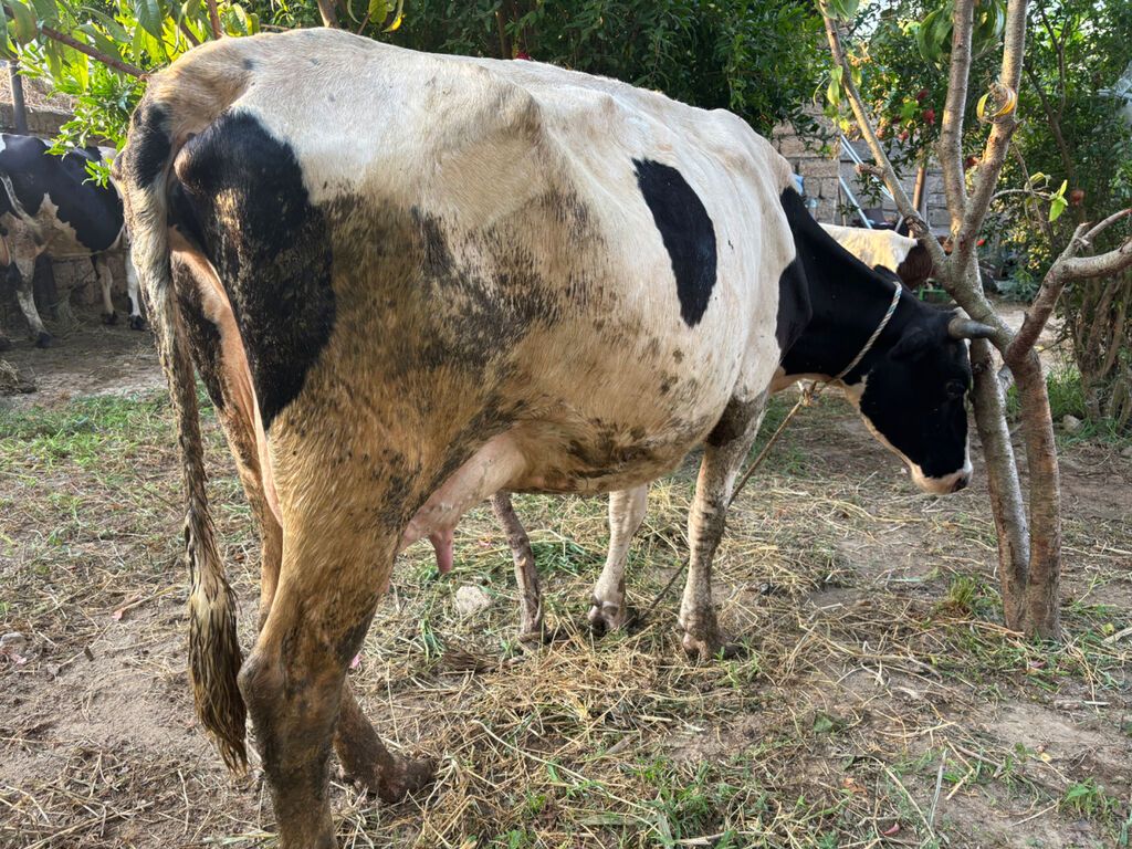 İnək 15 litr süd verir. 2 ci qarinadi. Balasi disidi. Südüne — Heyvanlar, Bakı (4)