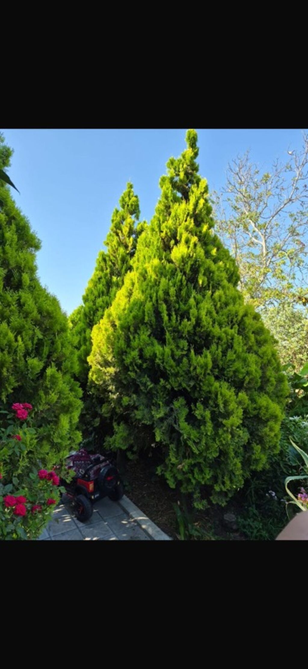 Thuja (hündür, konus formalı, parlaq yaşıl iynəyarpaq ağaclar) — Bitkilər, Bakı (2)