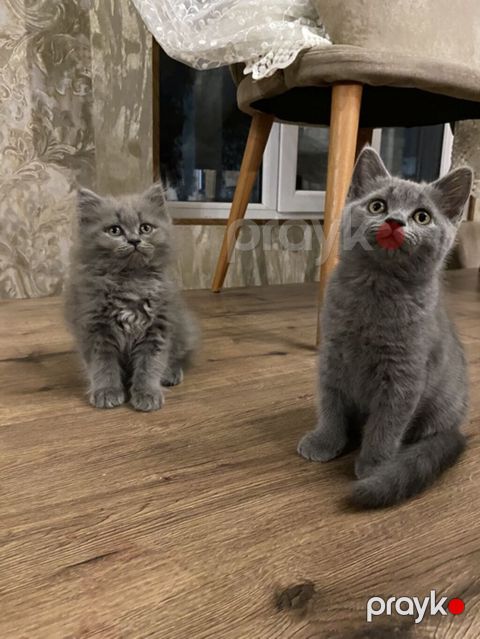 Erkək
