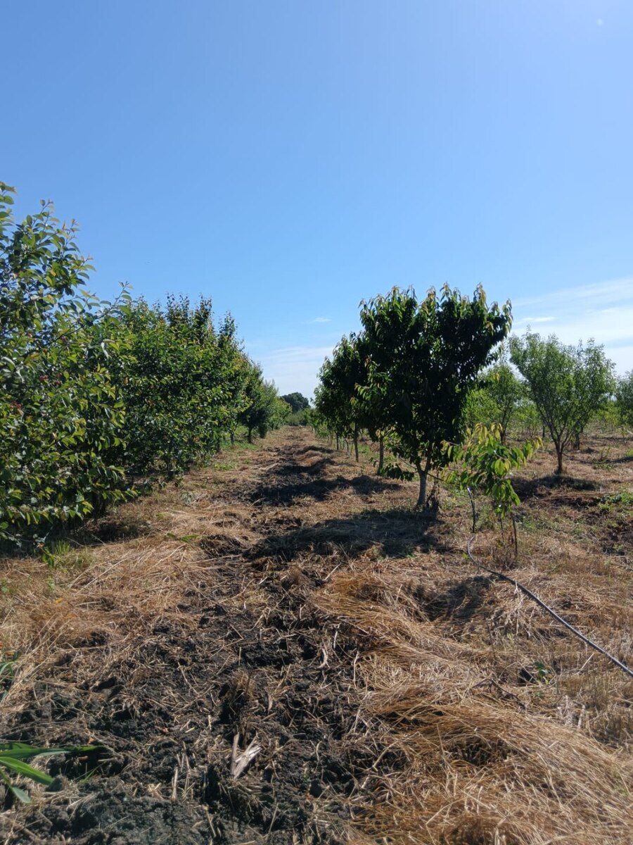 100 sot torpaq sahəsi, Xaçmaz r — Torpaq, Xaçmaz (6)