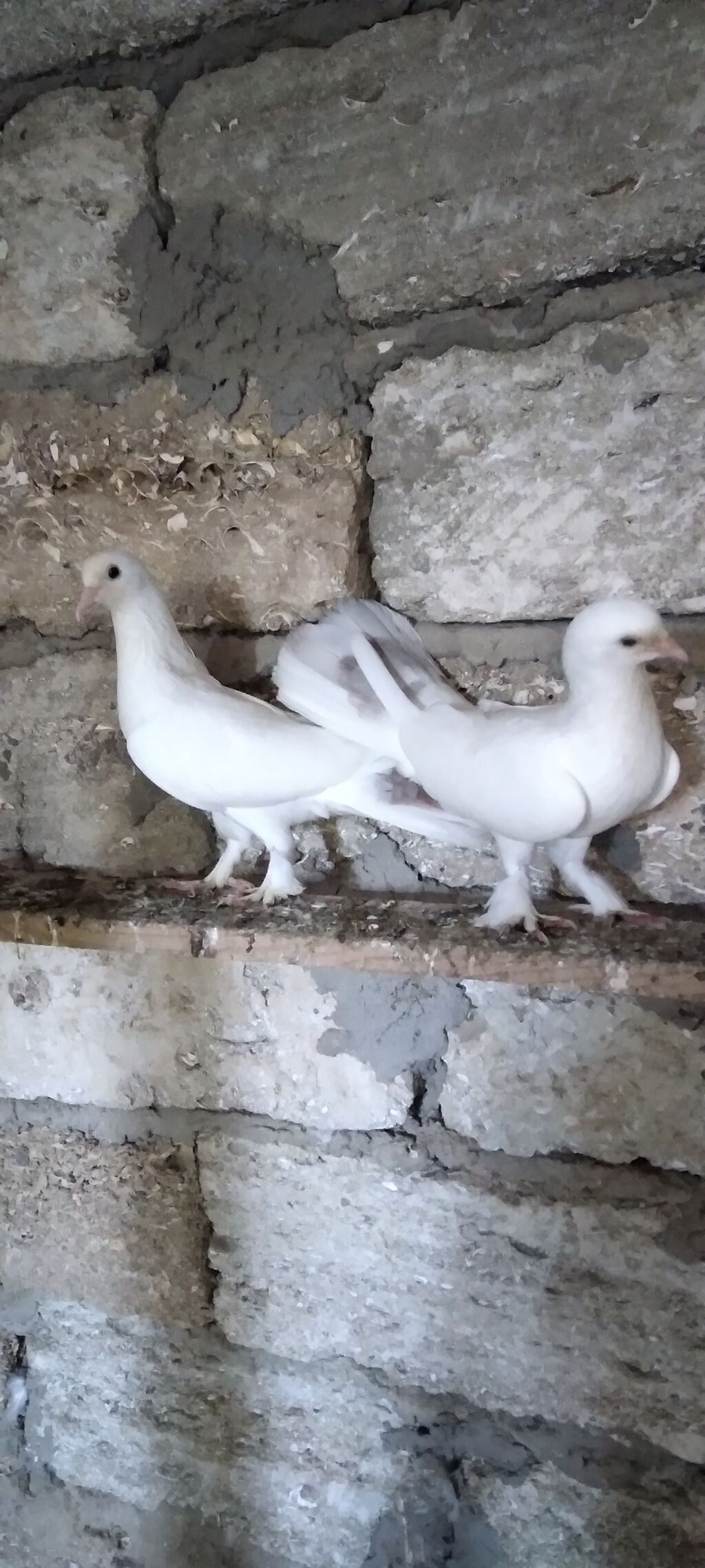 Salam boz quyrug cüt göyərçinlər hazır bala verəndi son qiymət cütü — Quşlar, Digah