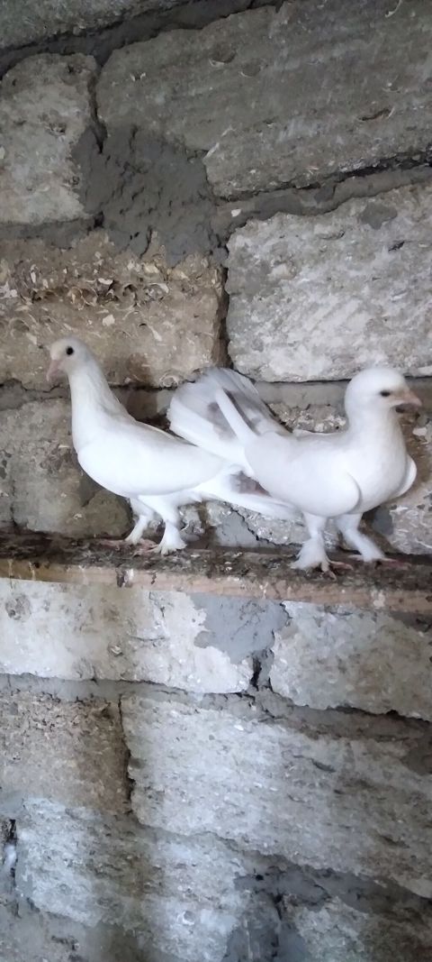Salam boz quyrug cüt göyərçinlər hazır bala verəndi son qiymət cütü — Digah