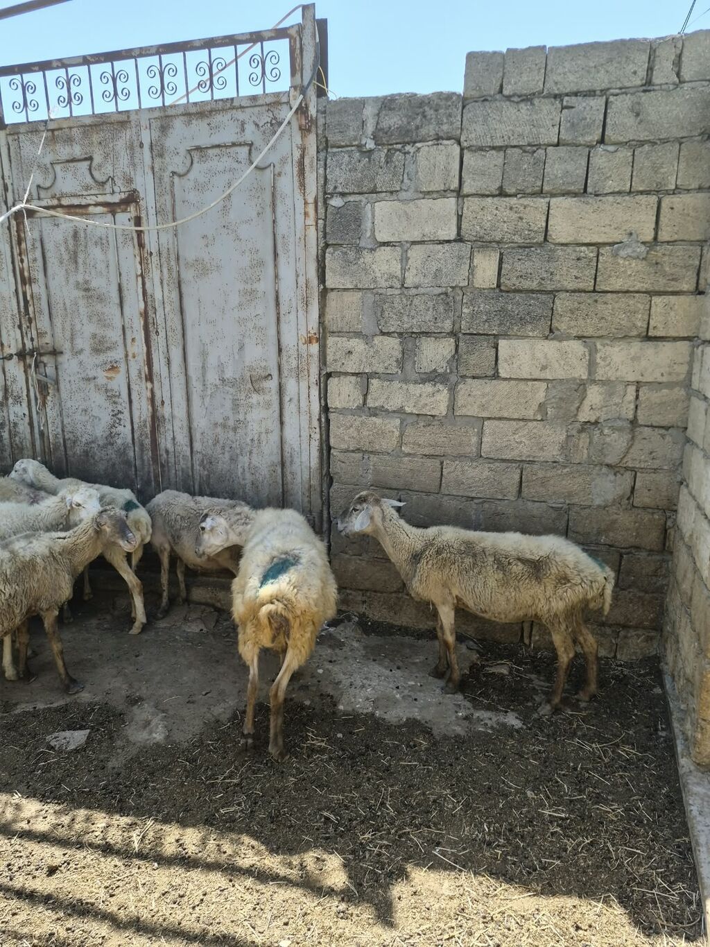 Qoyun sürüsü satılır - Növ: yerli qarabaş/qoyun mixi (ağ və tünd — Heyvanlar, Mehdiabad (8)