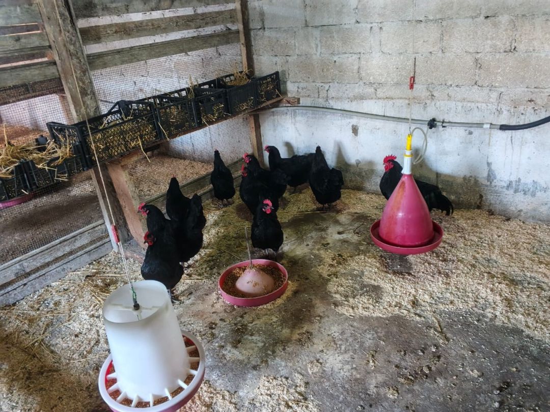 Avstralorp cücələri — Quşlar, Bakı (11)
