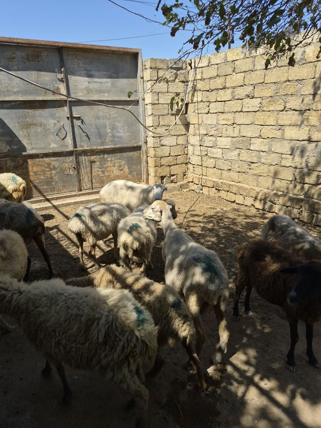 Qoyun sürüsü satılır - Növ: yerli qarabaş/qoyun mixi (ağ və tünd — Heyvanlar, Mehdiabad (9)