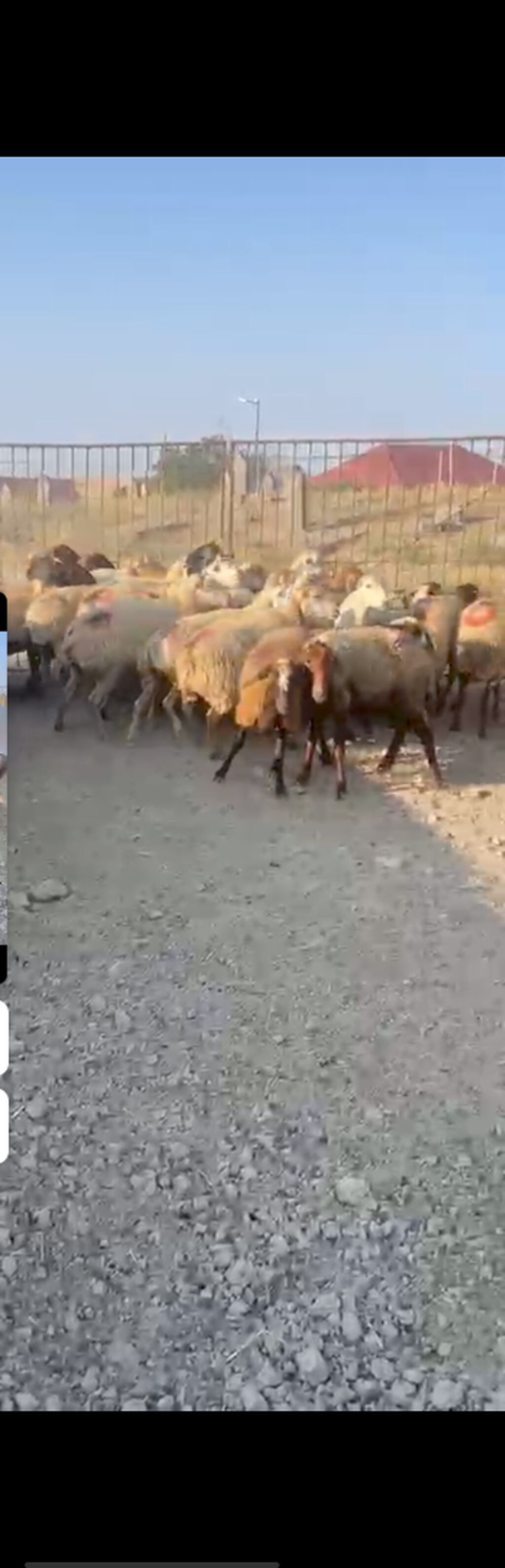 30 Eded qoyundu 1 Eded qoç 15 ededi birinci qarinidi 15 ededi ise — Digər heyvanlar, Şamaxı (2)
