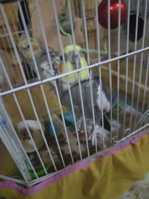 Nimfa (cockatiel) papağanları – cütlük - Növ: Nimfa (Nymphicus — Masazır