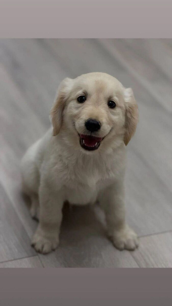 Golden Retriver — Heyvanlar, Bakı (4)