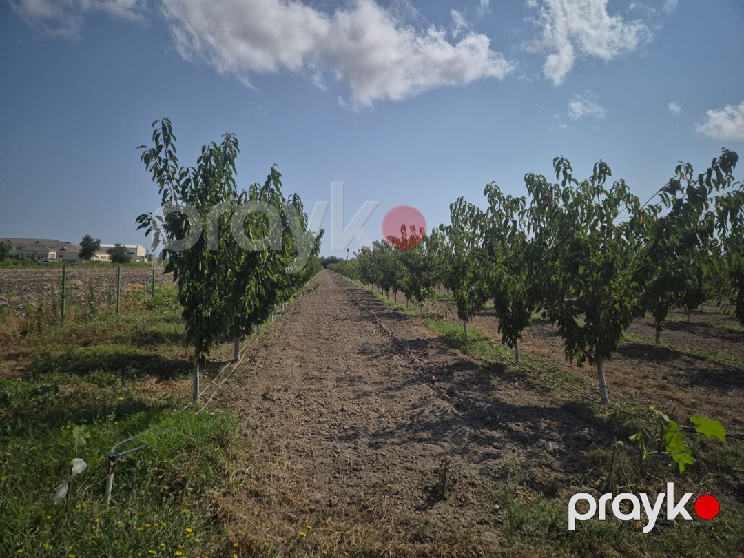 3.2 sot torpaq sahəsi, Xaçmaz - Nabran yolu — Torpaq, Xaçmaz (7)
