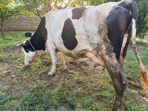 İnək 18 litr süd verir. Balasi erkəkdi. Südüne saglamligina — Bakı