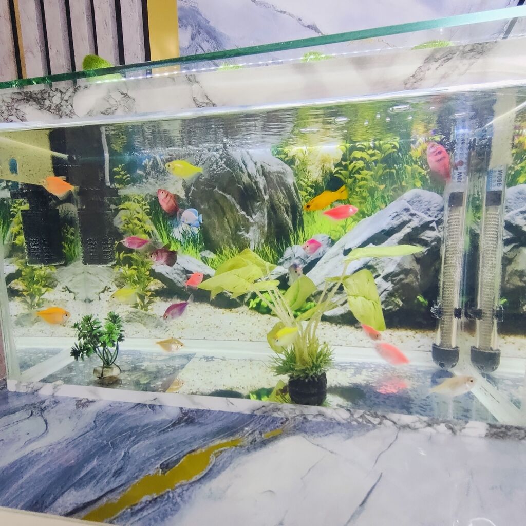 Şüşə akvarium 2 eded dekor bezakli daslar 18 eded Glofish Baligi — Heyvanlar, Gəncə (2)