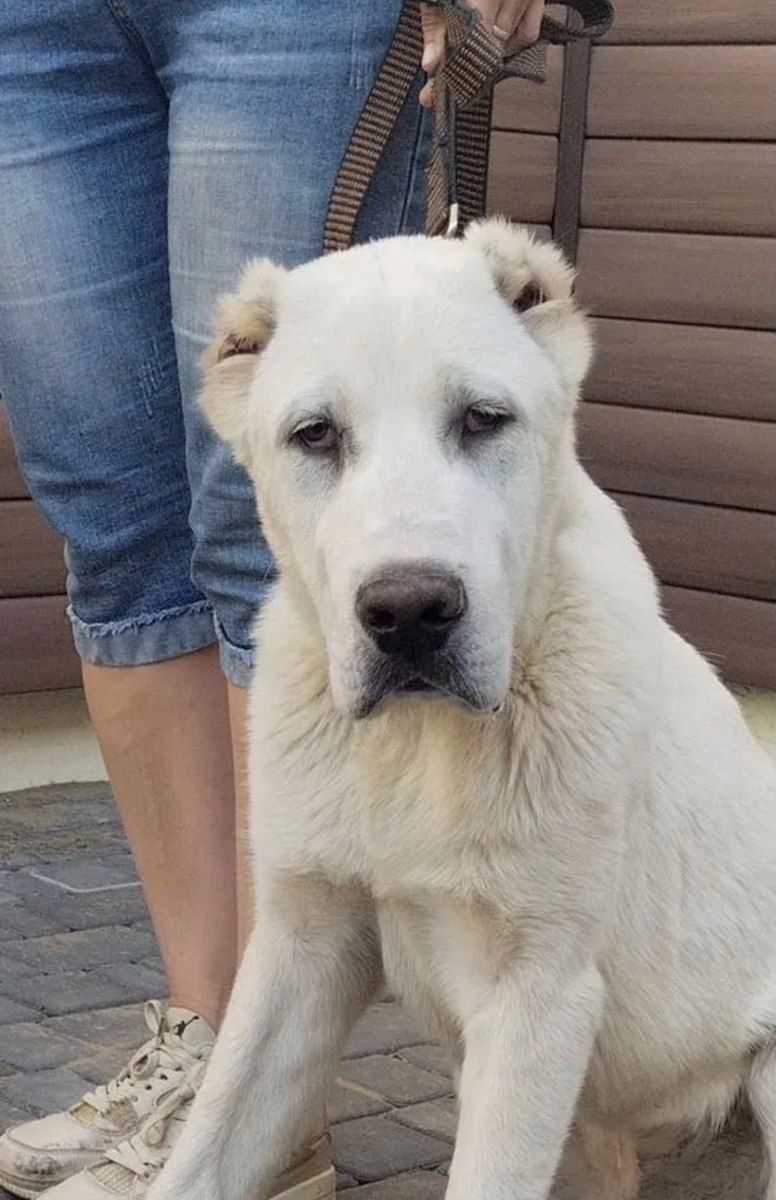 Alabay — Heyvanlar, Bakı (2)