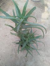 Aloe vera (sukkulent) – dekorativ və çoxillik bitki - Növ: Aloe vera — Цветы