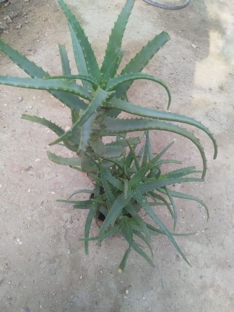 Aloe vera (sukkulent) – dekorativ və çoxillik bitki - Növ: Aloe vera — Bakı