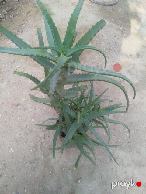 Aloe vera (sukkulent) – dekorativ və çoxillik bitki - Növ: Aloe vera — Bakı