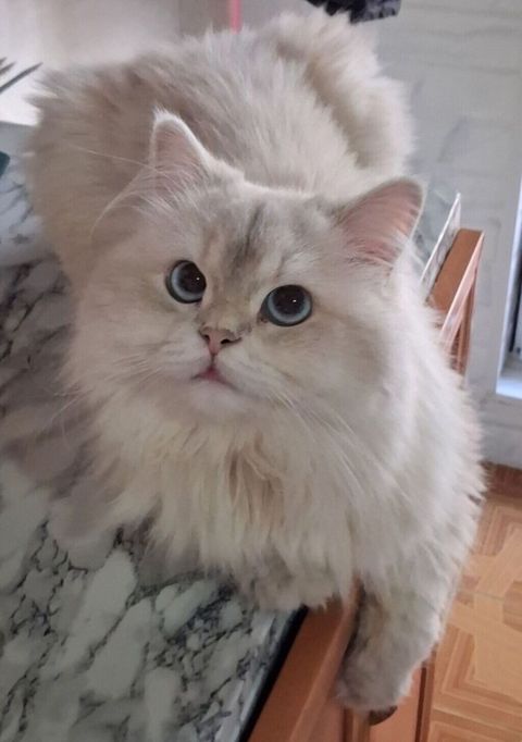 Qızıl şinşilla, Erkək, Cütləşmə üçün — Digah