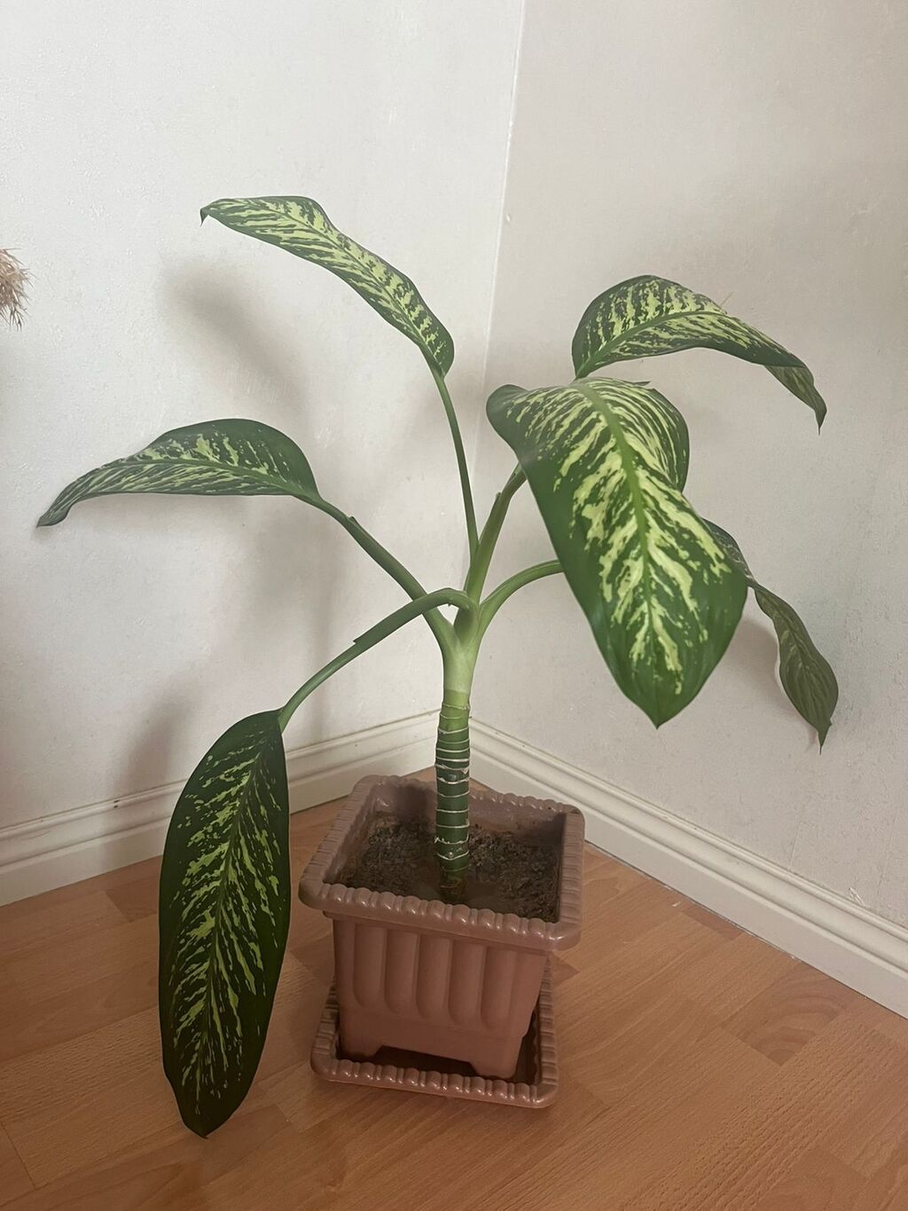 Dieffenbachia (Zebrina) otaq gülü - Bitki: Dieffenbachia – iri — Mallar, Bakı (2)