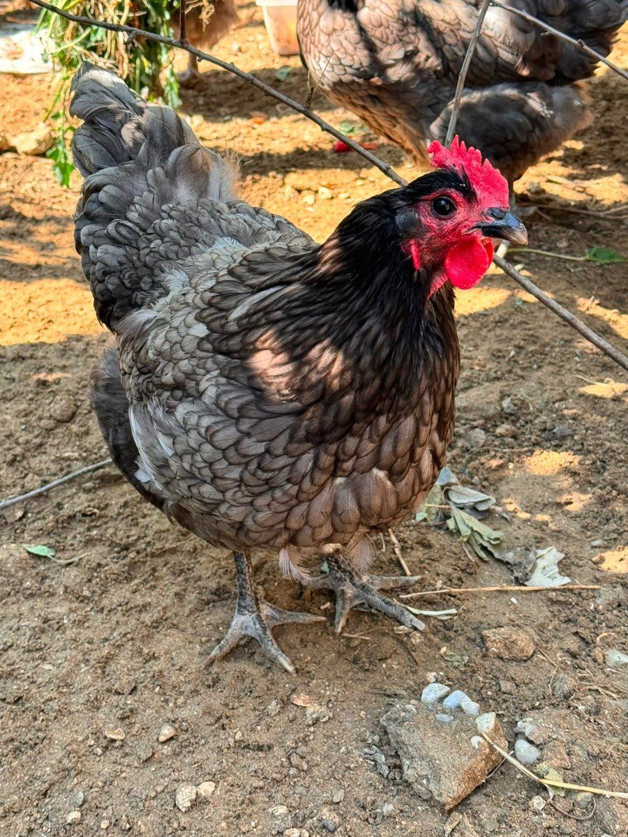 Avstralorp yumurtası — Quşlar, Bakı (2)