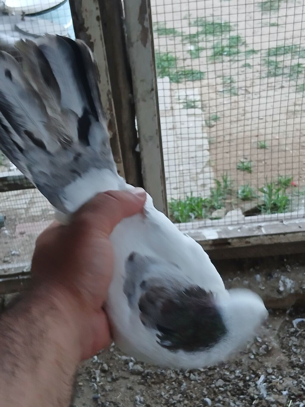 Əbreş boynu güllü ərkeydi tutulmadı sol qanadnın altında zilonkası var — Quşlar, Digah (5)