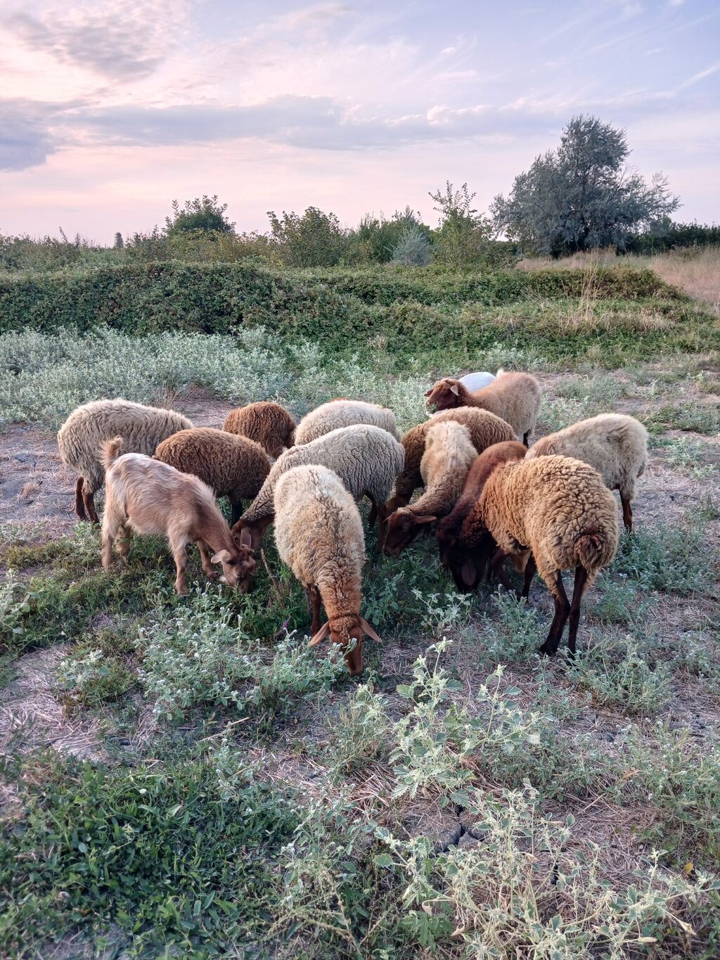 8qoyun,6quzu,1 keçi 1 çəpiş. içində cəmi birdənə yaşlı qoyun var.ona — Heyvanlar, Xaçmaz (2)
