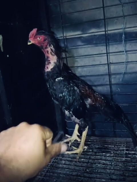 Salam satilir tergidirik deye bu qiymete qoyulub 12 ayliq — Digah