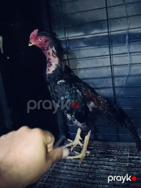 Salam satilir tergidirik deye bu qiymete qoyulub 12 ayliq — Digah
