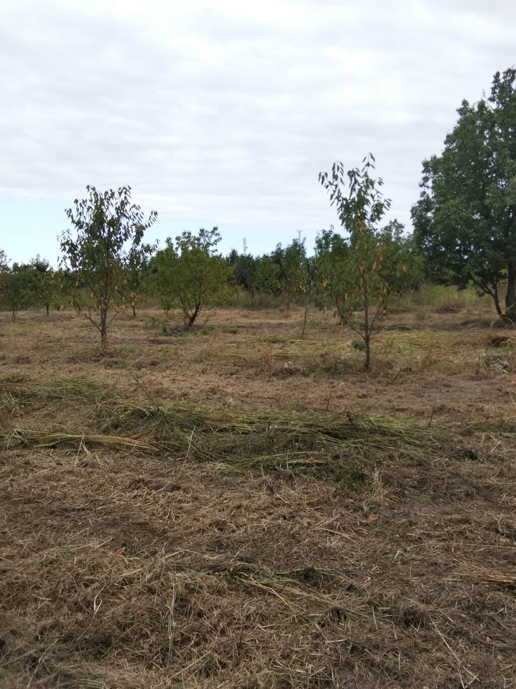 70 sot, Kənd təsərrüfatı, Mülkiyyətçi, Kupça (Çıxarış) — Torpaq, Xaçmaz (4)