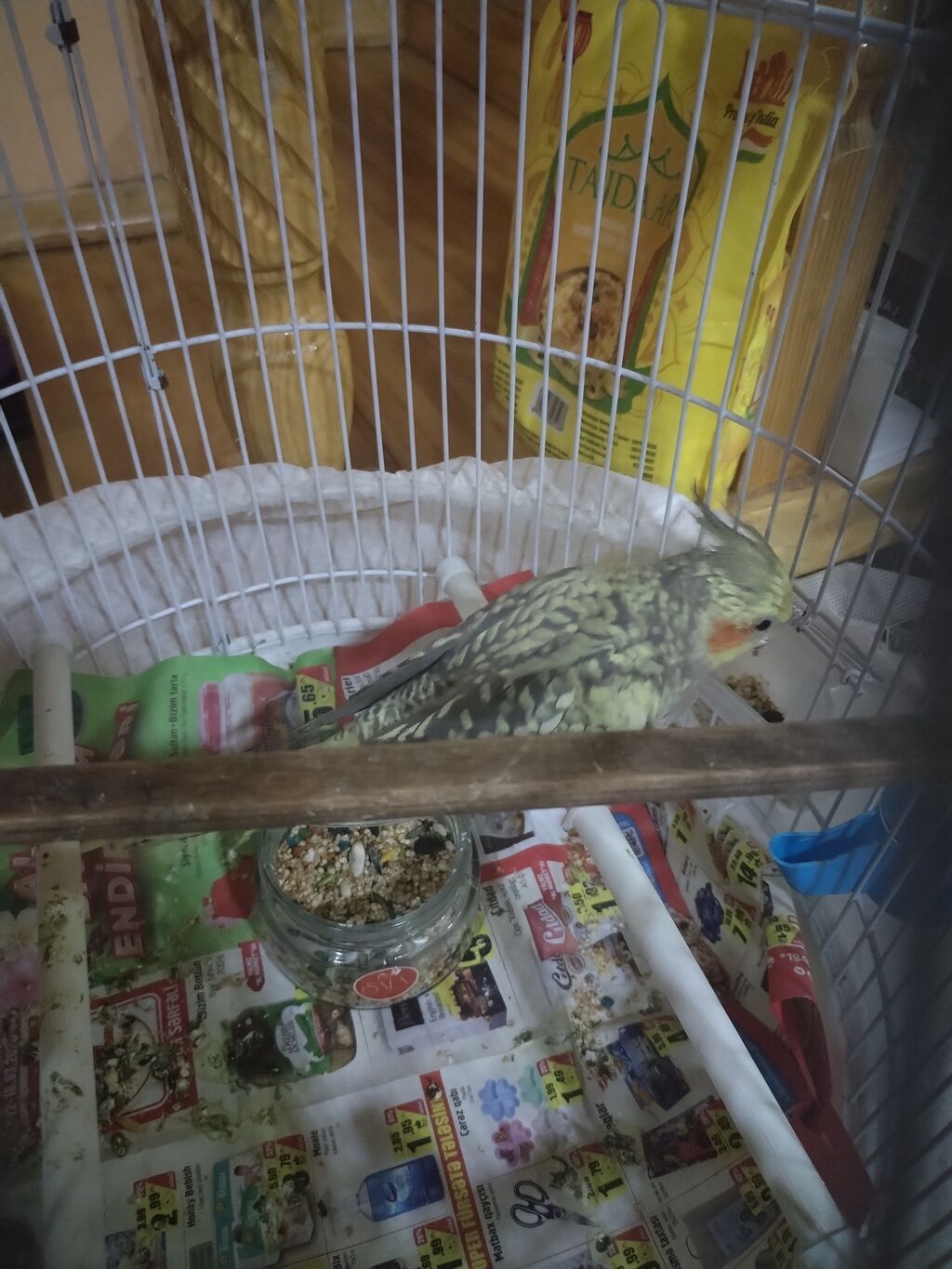 Nimfa (cockatiel) papağanları – cütlük - Növ: Nimfa (Nymphicus — Quşlar, Masazır (2)