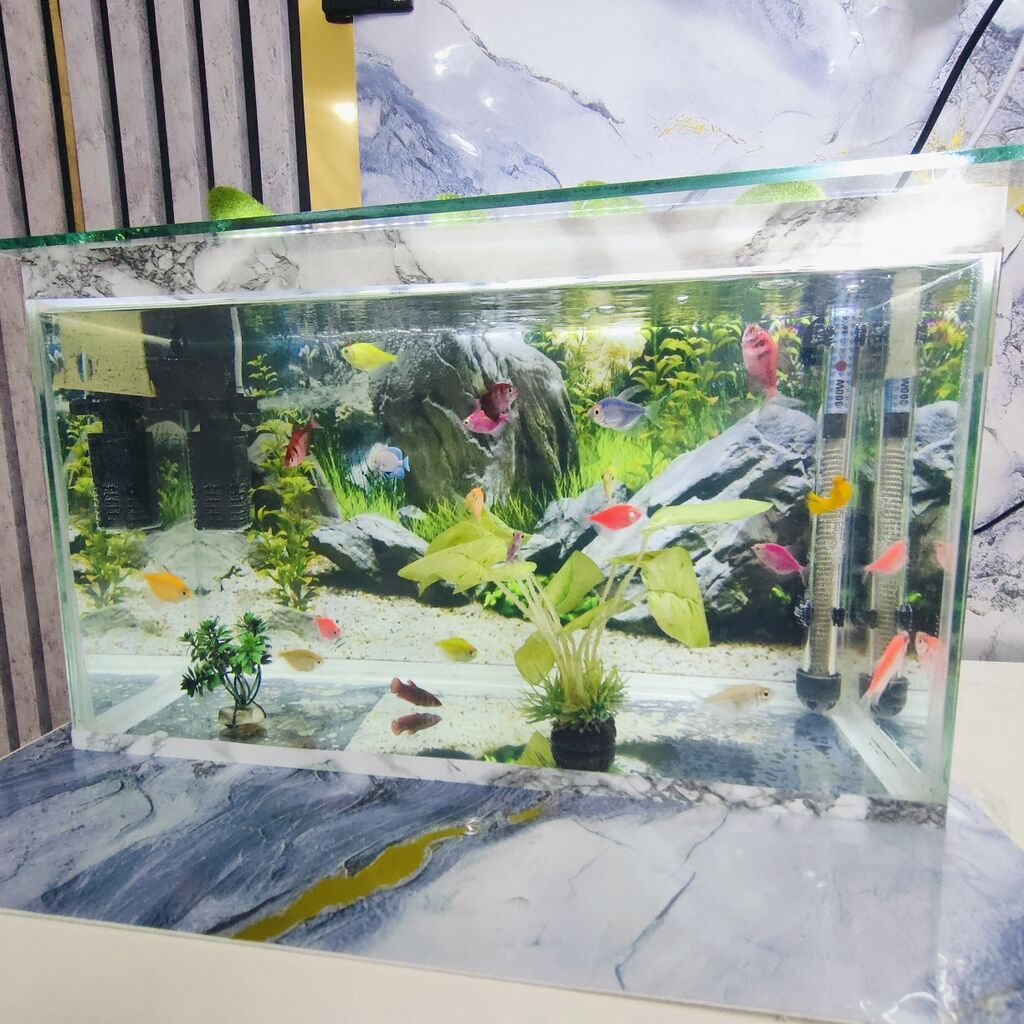 Şüşə akvarium 2 eded dekor bezakli daslar 18 eded Glofish Baligi — Heyvanlar, Gəncə (3)