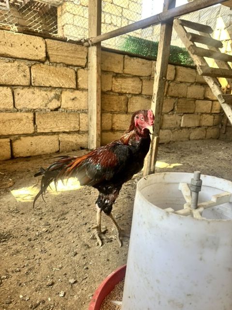 Salam heyratı xoruz fərsi 3balası satlır barterdə var — Mehdiabad