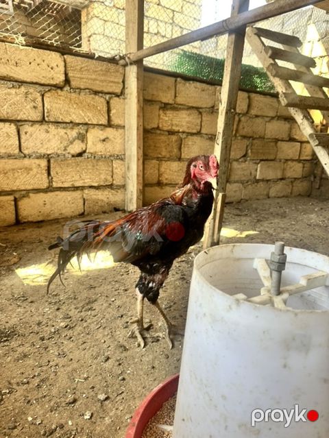 Salam heyratı xoruz fərsi 3balası satlır barterdə var — Mehdiabad