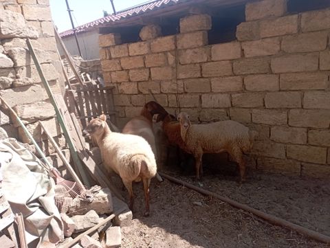 Qoyunlar — Bakı