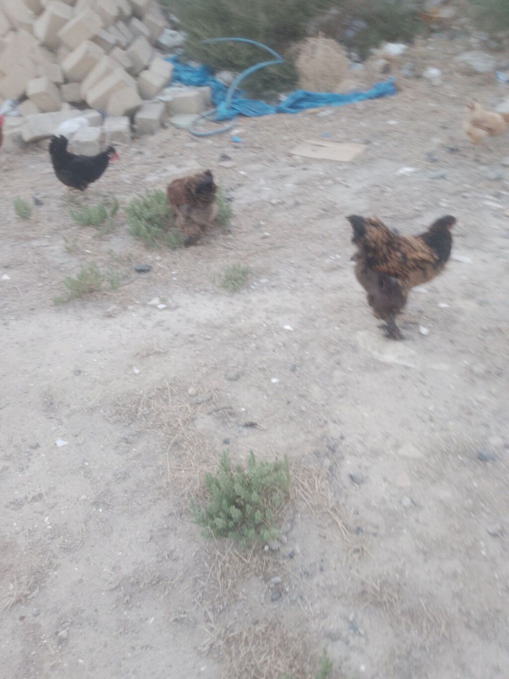 Salam. Bramo toyoqlarıdı. Sağlam və baxımlı heyvanlardır. 1 yaşları — Quşlar, Bakı (3)