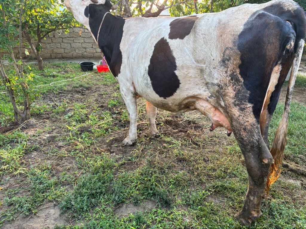 İnək 18 litr süd verir. Balasi erkəkdi. Südüne saglamligina — Heyvanlar, Bakı (3)