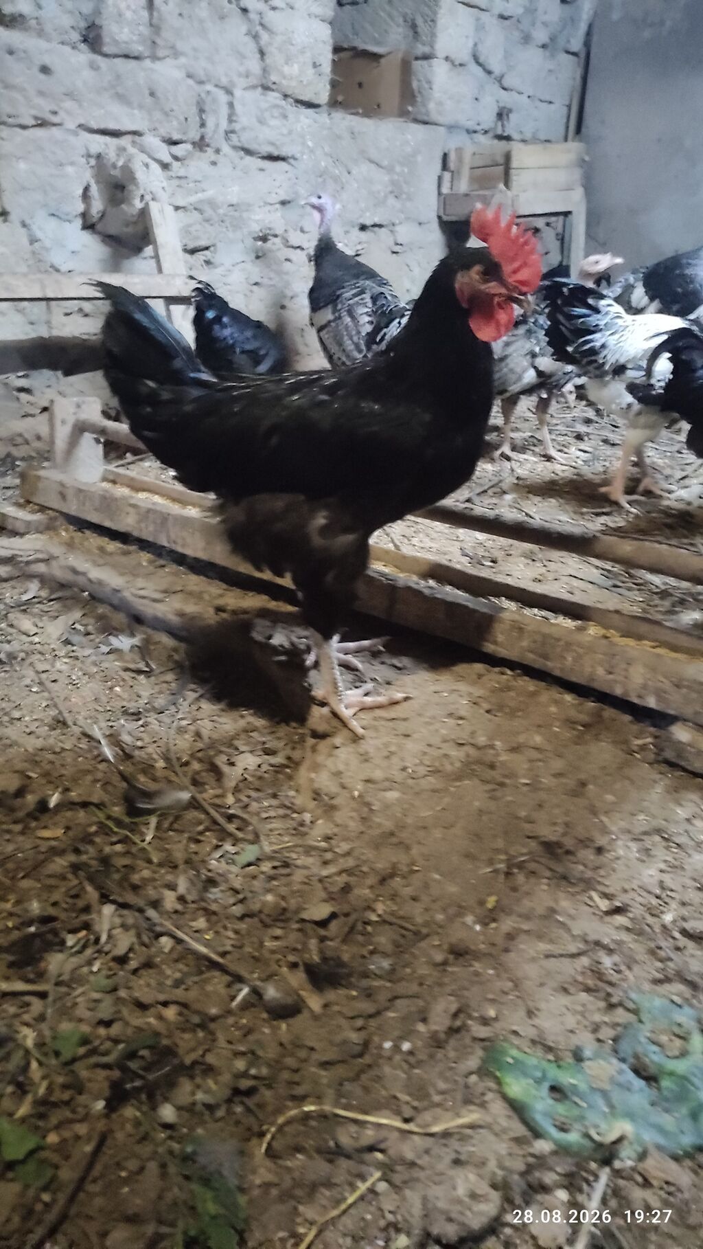 Alti ayliq saglam xoruzdar diri çekileri iki klo yarim — Heyvanlar, Digah (3)