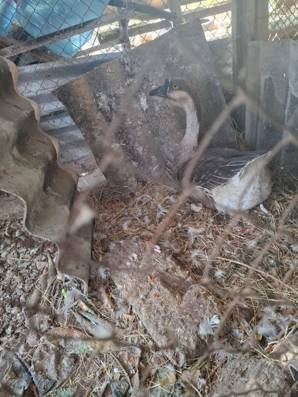 Qazlar satılır – 2 baş (ağ və boz rəngli) - Növ: ev qızı (qaz) — Heyvanlar, Bakı (3)