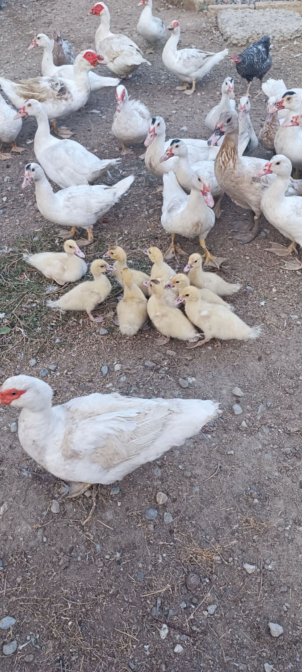 Aq muskov cins ordeyler balasi satilir unvan saray qesebesi — Quşlar, Saray (3)
