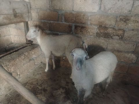 Beyləqandadır 2 baş erkək quzu satıram.qiyməti birlikdə 750 — Beyləqan
