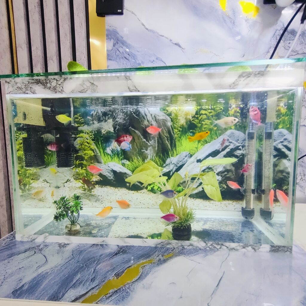 Şüşə akvarium 2 eded dekor bezakli daslar 18 eded Glofish Baligi — Heyvanlar, Gəncə (5)