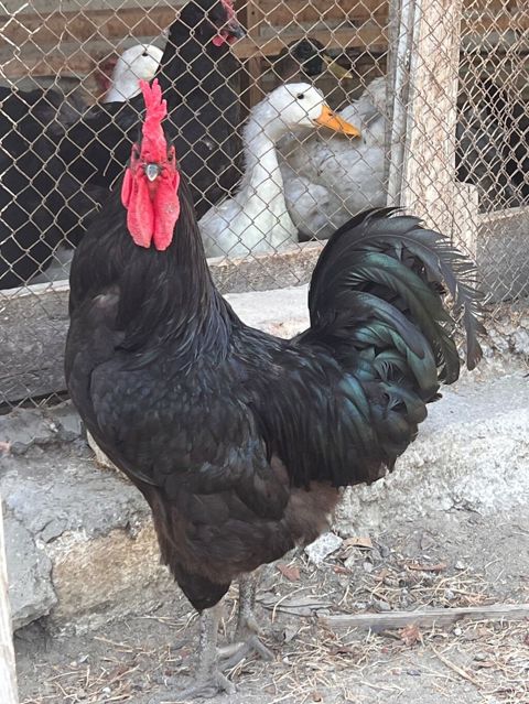 Xoruz, il: 2, Ünvandan götürmə — Bakı