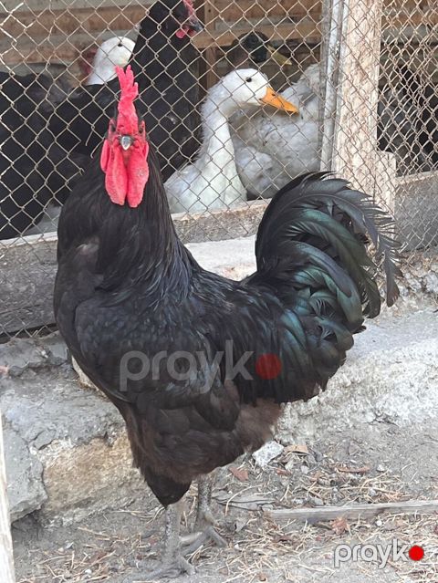Xoruz, il: 2, Ünvandan götürmə — Bakı