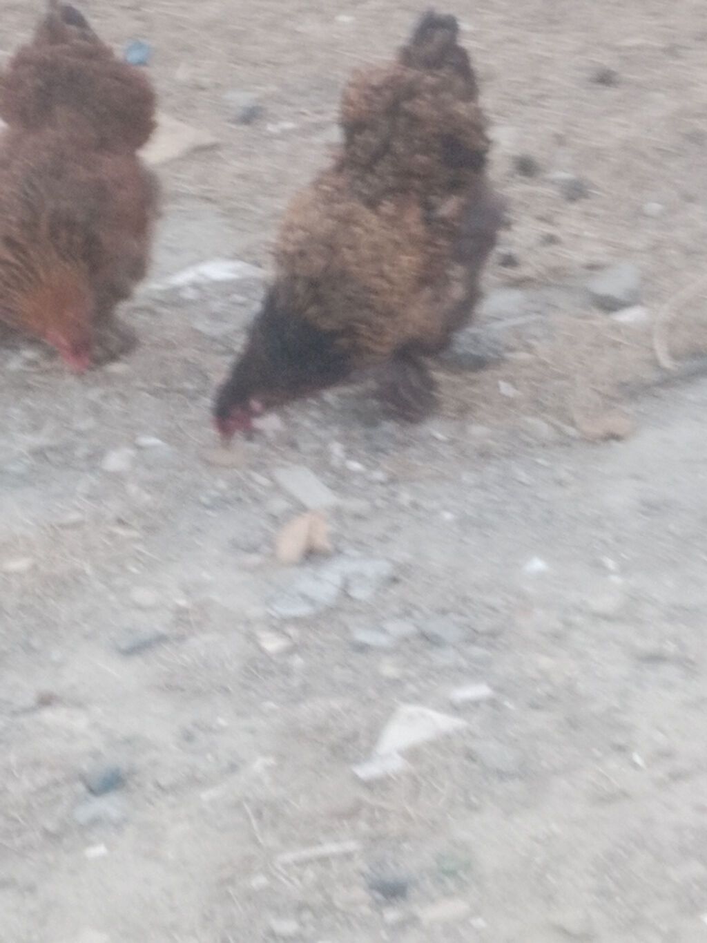 Salam. Bramo toyoqlarıdı. Sağlam və baxımlı heyvanlardır. 1 yaşları — Quşlar, Bakı (2)