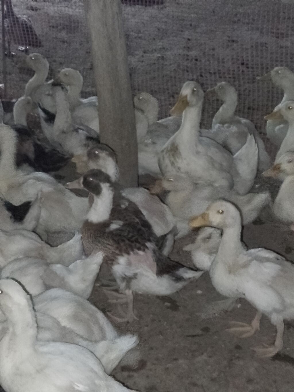 Ağ ördək sürüsü - Cins: ağ ev ördəyi (Pekin tipli) - Rəng: tam ağ — Heyvanlar, Şirvan (6)