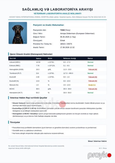 Doberman, 1 il, Erkək, Cütləşmə üçün — Qobu