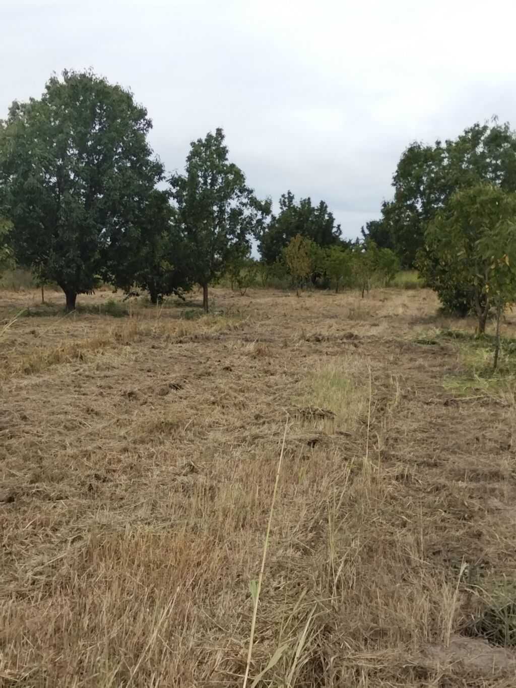 70 sot, Kənd təsərrüfatı, Mülkiyyətçi, Kupça (Çıxarış) — Torpaq, Xaçmaz (3)